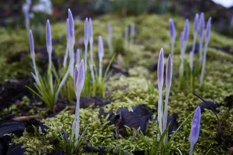  View of close-up blooming violet crocuses among moss and dry foliage. Beauti Stock Photos