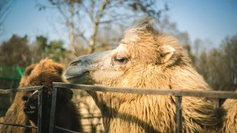View from close on a camel at the Zoo Stock Photos