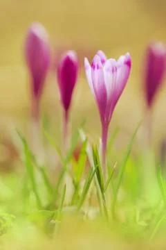 View of close-up magic blooming spring flowers crocus growing from old leaves Stock Photos