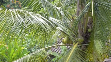 View of close up yellow green coconut in the bunch on coconut palm tree with Stock-Footage 86010192