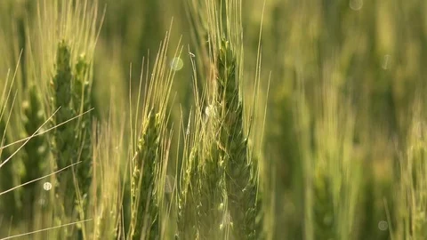 View of closeup wheat green cereal field organic agriculture at unripe farmland Stock Footage 81987397