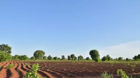 View of Cloudless Sky, Woods, and Farmland Video stock 306638142