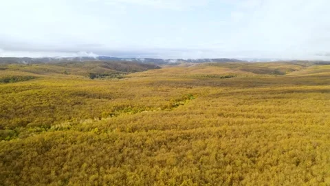 View of clouds forming over the forest. Aerial view of forest densely covered Stock Footage 252684046