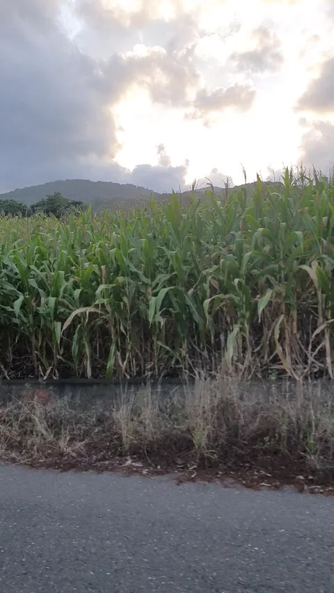 View of clouds, mountains and plantations Stock Footage 301625112