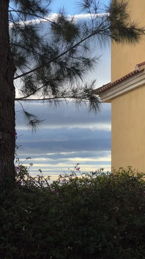View on clouds over sea through pine-tree in Slain. Vertical video Stock Footage 240920753