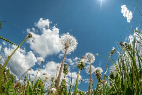 View Of Clouds In The Sky Through The Green Grass Stock Photos