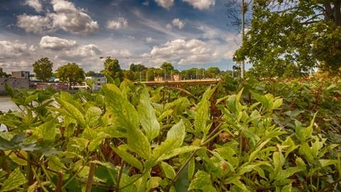 A view to a cloudy blue sky Stock Photos