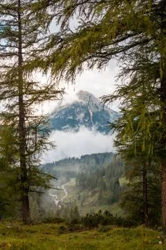 View of a cloudy mountain between trees Stock Photos