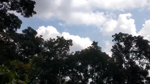 View of cloudy sky above the trees Видео 332157136