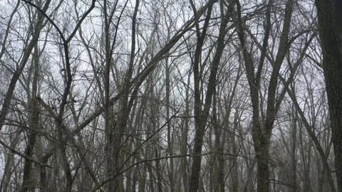View of the cloudy sky through the forest Stock Photos