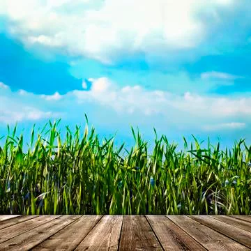 View of the cloudy sky through the green grass Stock-Fotos