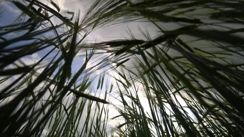 A view of the cloudy sky through the wheat field. Stock Footage 78602224