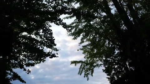 View to cloudy sky with tree in sunset time Stock Footage 248778199