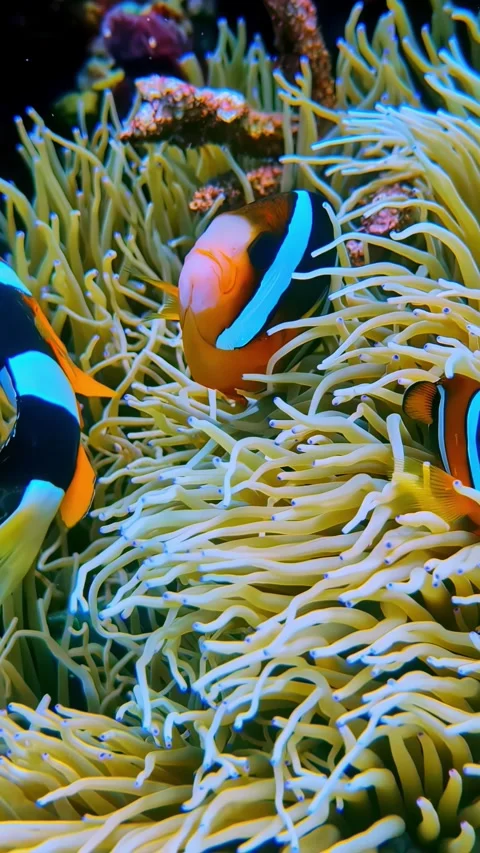 View of clownfish in sea anemone in Bali, Indonesia. 스톡 동영상 340642053