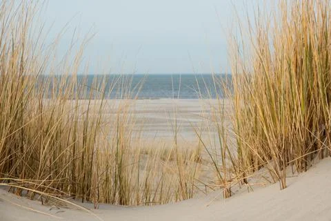 View on coast between withered blades of grass Stock Photos