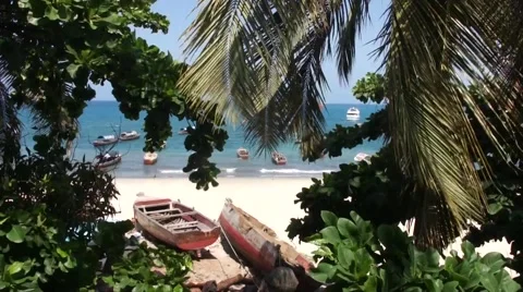 View of the coast of the Indian ocean through the palm leaves Video stock 55930909