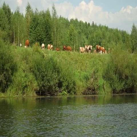 View of the coast of the river from the passing kayak Video stock 69480077