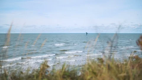 View from the coast through the grass of the kitesurfer in the sea Video stock 83456190
