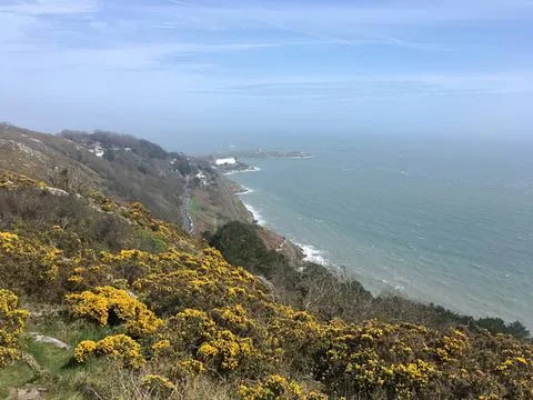 A view of coastal cliffs with yellow gorse flowers and ocean Stock Photos