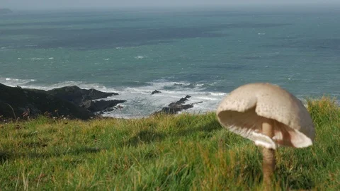 View on the Coastal Path, Atlantic Heritage Coast, Cornwall Stock Footage 86485862