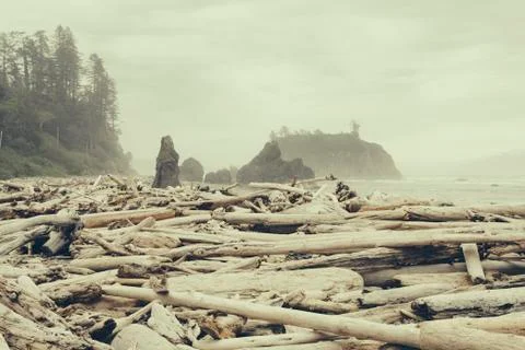 View of coastline from Ruby Beach, piles of driftwood in foreground. Stock Photos