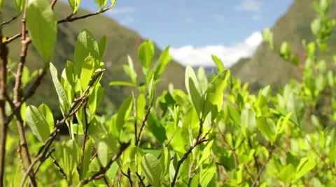 View of coca leaf plants and mountain Stock-Footage 51823846