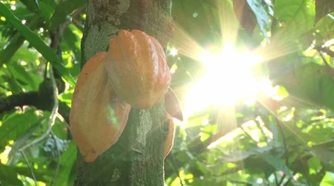View to the cocoa fruit and leafs at the plantation in Dominican Republic. Stock Footage