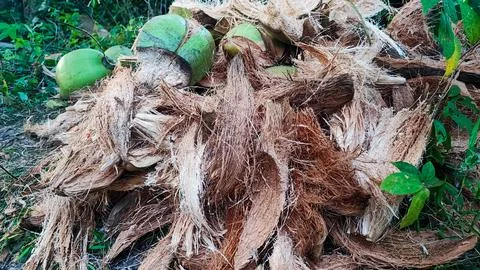View of coconut coir 스톡 사진