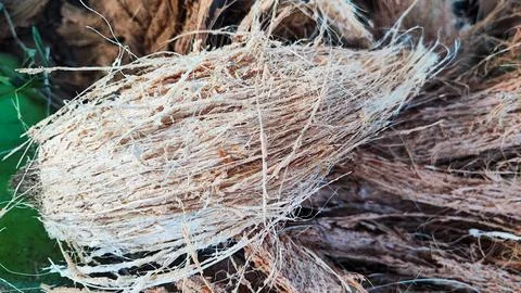 View of coconut coir 스톡 사진