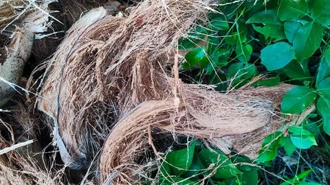 View of coconut coir Foto stock