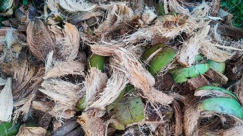 View of coconut coir 스톡 사진