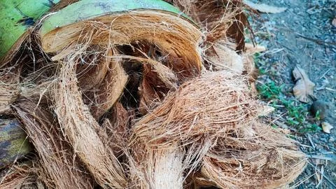View of coconut coir 写真素材