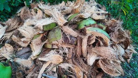 View of coconut coir Stock Photos