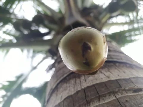 View of coconut coming from its tree Foto stock