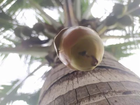 View of coconut falling from its tree Stock Photos