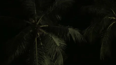 View of coconut palm trees against sky near beach on the tropical island in n Stock Footage 202138006