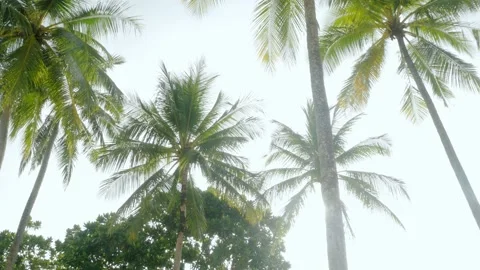 View of coconut palm trees against sky near beach on the tropical island with Stock-Footage 202138018