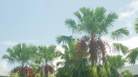 View to coconut palm trees against Beautiful clear blue sky at beach in the.. 库存影片 331305566