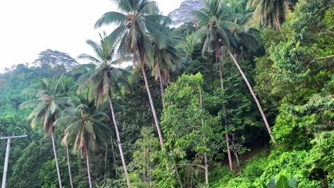 View of coconut palm trees Stock Footage 290239552