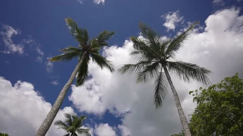 View of the coconut Palm Trees Passing by Under Sunny Blue Skies. Wide Shot of Video stock 174818831