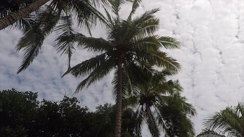 View of Coconut Tree and Beautiful Sky in Lombok Indonesia Stock Footage 118685795