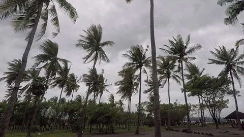 View of coconut Tree and Blue Sky in Baru Beach Sumbawa Indonesia Stock Footage 118873218