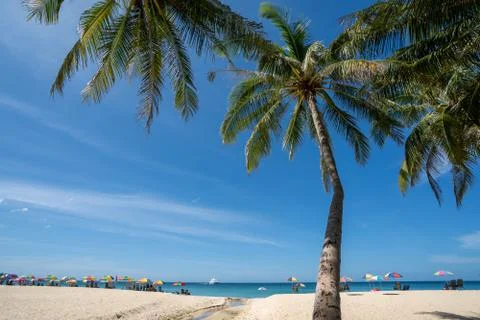 A view of coconut tree and blue sky on a sunny day Stock-Fotos