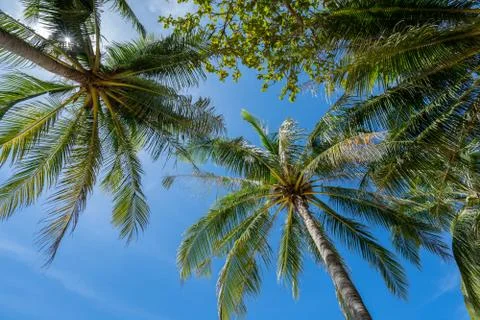 A view of coconut tree and blue sky on a sunny day Stock Photos