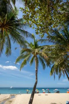 A view of coconut tree and blue sky on a sunny day Foto stock
