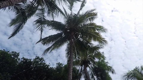 View of Coconut Tree and Clouds in Lombok Indonesia Stock Footage 118685794