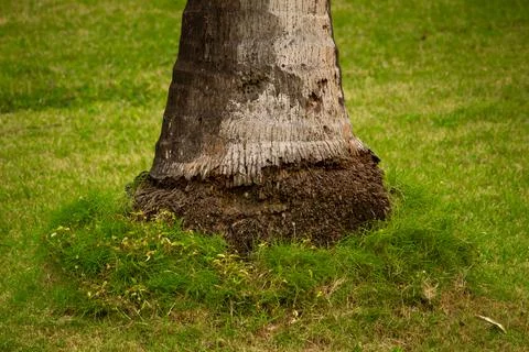 View of coconut tree base roots with beautiful lawn for recreation activities Stock Photos
