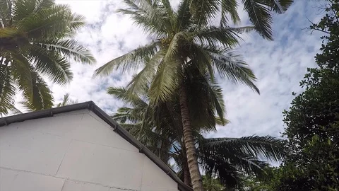 View of coconut Tree with beautiful Sky in Lombok Indonesia Stock Footage 118685709