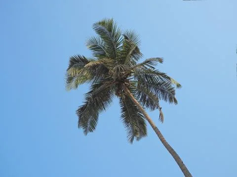 View of the coconut tree from the bottom up. Concept of vacation and tropical Stock Photos