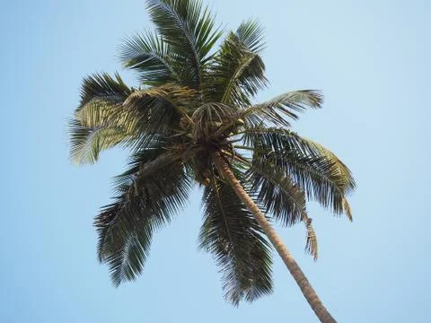 View of the coconut tree from the bottom up. Concept of vacation and tropical Stock Photos